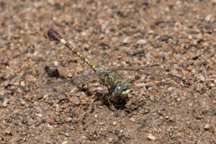 Paragomphus genei
