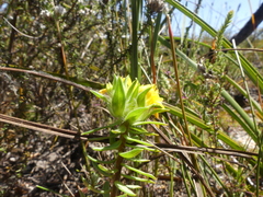 Gnidia juniperifolia