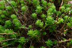 Sedum alpestre