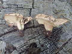 Lactarius uvidus