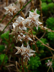 Sedum alpestre