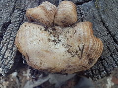 Lactarius uvidus