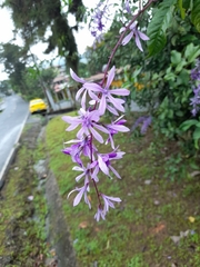 Petrea