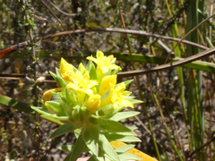 Gnidia juniperifolia