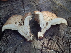 Lactarius uvidus