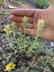 Castilleja viscidula