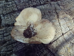 Lactarius uvidus