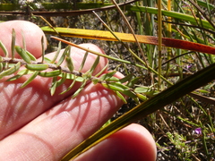 Gnidia juniperifolia