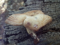 Lactarius uvidus