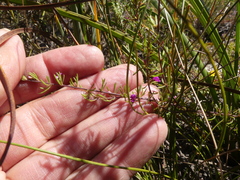 Muraltia dispersa