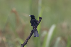 Euplectes albonotatus