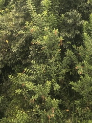 Citharexylum caudatum