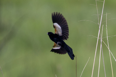 Euplectes albonotatus