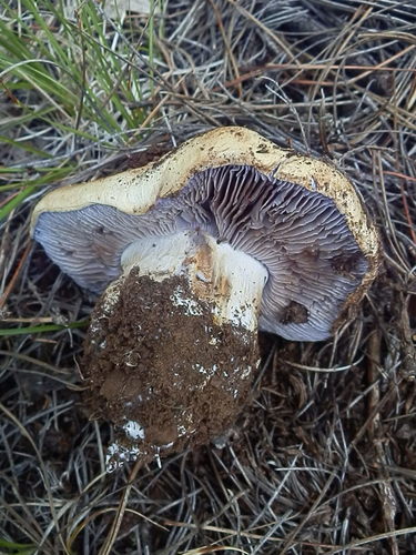 Cortinarius fulvoochrascens