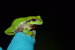 Hyla arborea