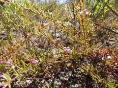 Muraltia dispersa