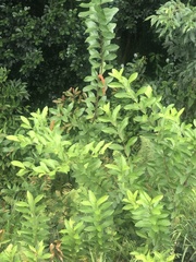 Citharexylum caudatum