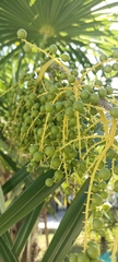 Thrinax radiata