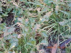 Diplotaxis catholica