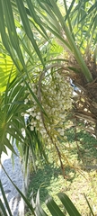 Thrinax radiata