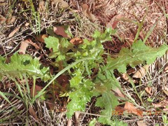 Carduus pycnocephalus