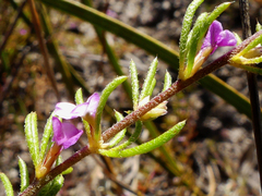 Muraltia dispersa