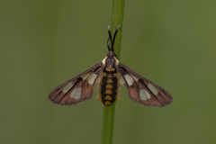 Ceryx anthraciformis