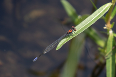 Pseudagrion massaicum