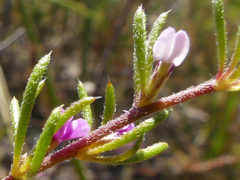 Muraltia dispersa