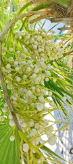 Thrinax radiata
