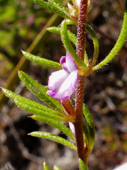 Muraltia dispersa