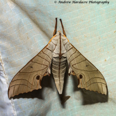 Marumba juvencus