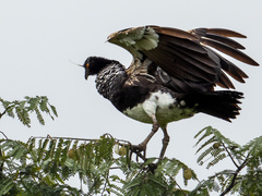 Anhima cornuta