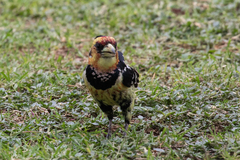 Trachyphonus vaillantii