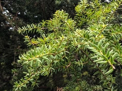 Podocarpus