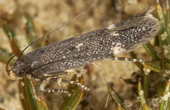 Bryotropha affinis