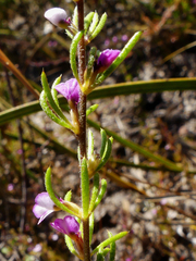 Muraltia dispersa