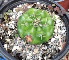Coryphantha elephantidens