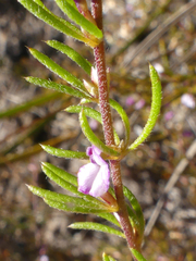 Muraltia dispersa