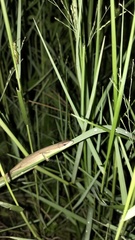 Takydromus sexlineatus