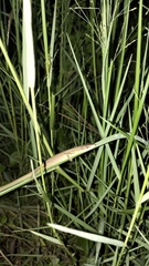 Takydromus sexlineatus