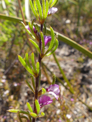 Muraltia dispersa