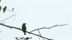 Psilopogon duvaucelii