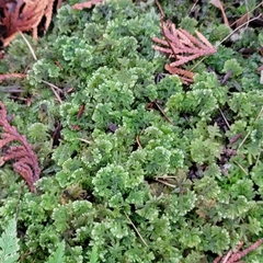 Trichocolea tomentella