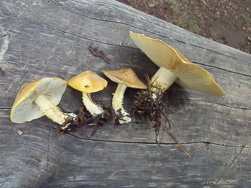 Floccularia albolanaripes