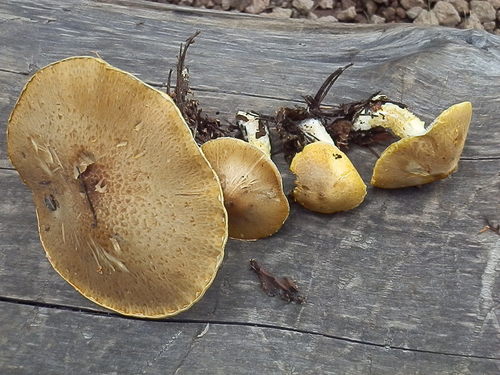 Floccularia albolanaripes