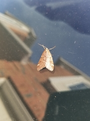 Alsophila pometaria