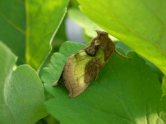 Diachrysia chrysitis