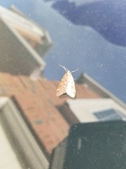 Alsophila pometaria