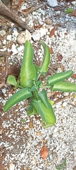 Bryophyllum